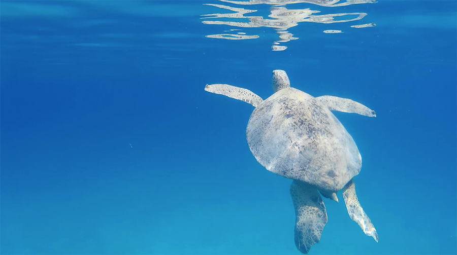Capture-d&rsquo;écran-2017-06-14-à-17.11.59
