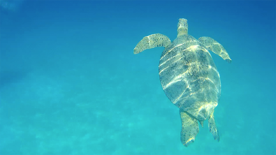 Capture-d&rsquo;écran-2017-06-14-à-17.13.40