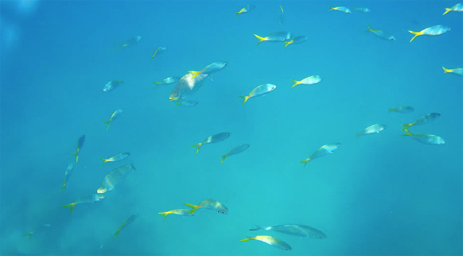 Capture-d&rsquo;écran-2017-06-14-à-21.17.09