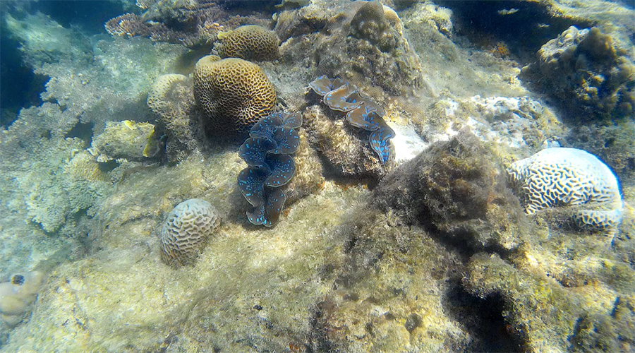 Capture-d&rsquo;écran-2017-06-14-à-21.26.42