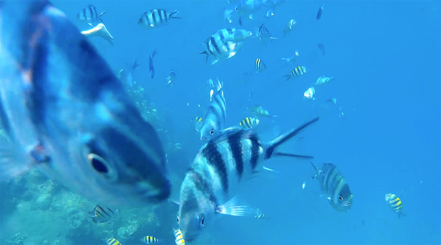 Capture-d&rsquo;écran-2017-06-14-à-21.31.24